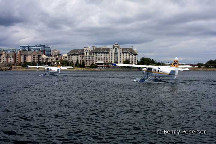 Vandfly.jpg - Vandflyver i Vitoria Hovdebyen på Vancouver Island