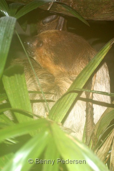 Dovendyr IMG_7862.jpg - Dovendyr (Choloepus didactylus)