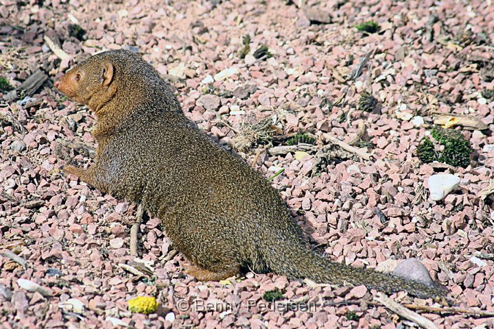 Dvargmangust.jpg - Dværgmangust (Helogale parvula)
