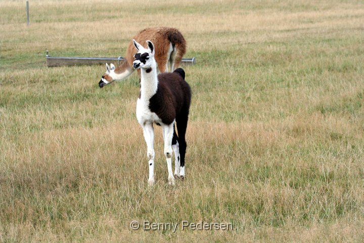 Lama foel.jpg - Lama føl (Lama guanicoe)