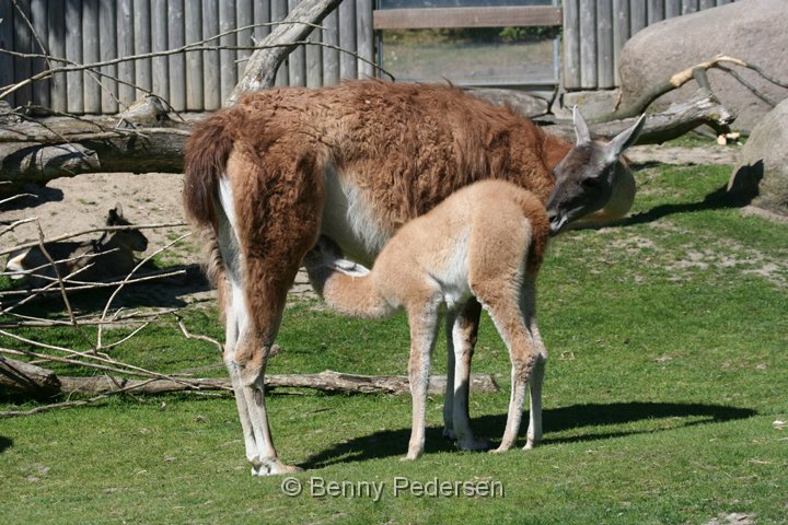 Lama.jpg - Lama guanaco (Lama guanicoe)