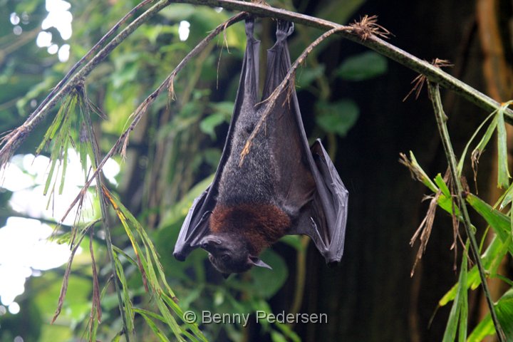 Lyle`s flyvende hund 1.jpg - Lyle`s Flyvende Hund (Pteropus lylei)