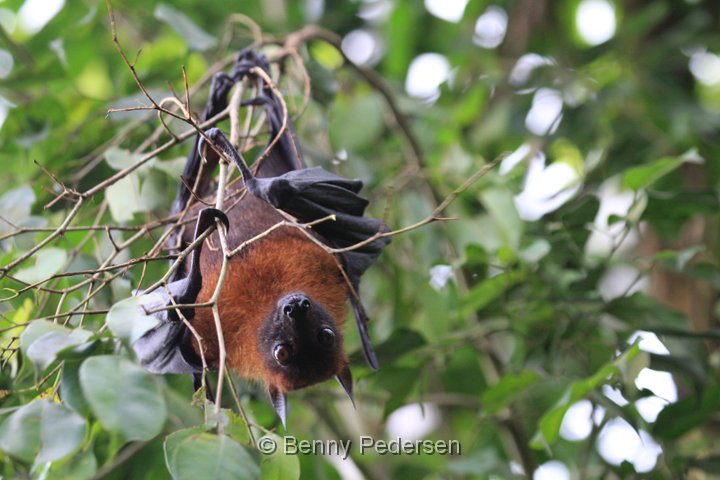 Lyle`s flyvende hund 2.jpg - Lyle`s Flyvende Hund (Pteropus lylei)