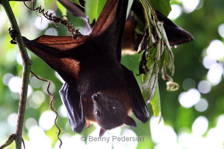 Lyle`s flyvende hund.jpg - Lyle`s Flyvende Hund (Pteropus lylei)