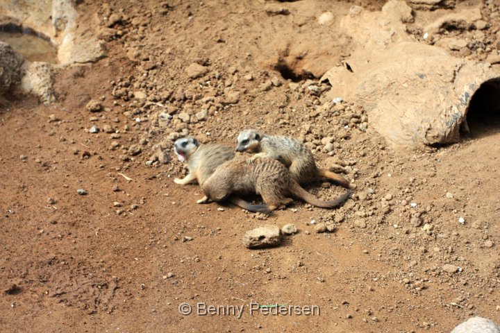 Surikat IMG_0756.jpg - Surikat (Suricata suricatta)