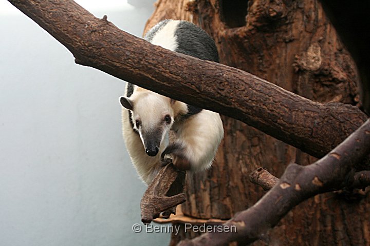 Tramyresluger.jpg - Træmyresluger (Tamandua tetradactyla)