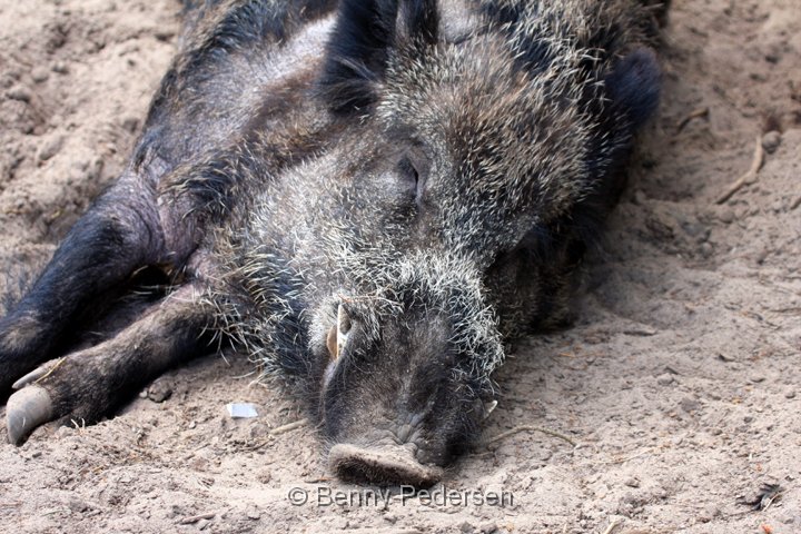 Vildsvin han.jpg - Vildsvin han (Sus scrofa)