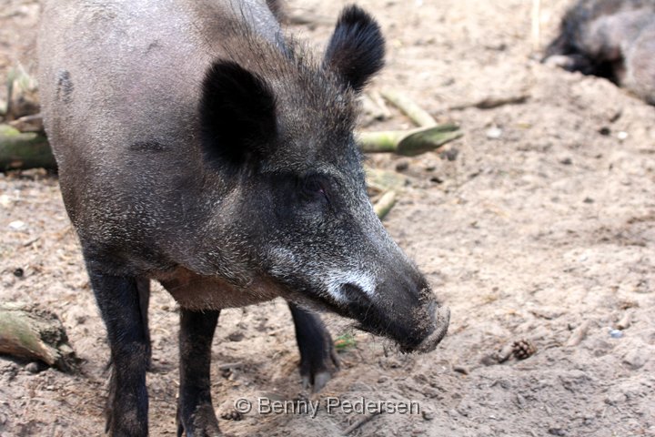 Vildsvin hun.jpg - Vildsvin hun (Sus scrofa)