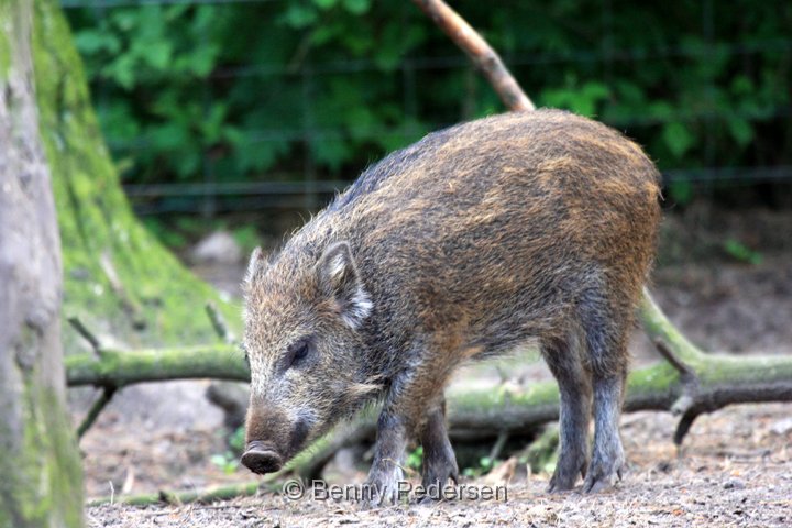 Vildsvin unge.jpg - Vildsvin unge (Sus scrofa)