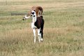 Lama foel
