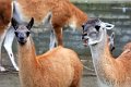 Lama guanaco