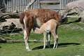 Lama