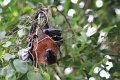 Lyle`s flyvende hund 2