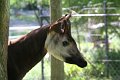 Okapi