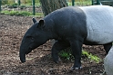 Tapir