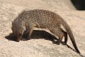 Zebramangust IMG_5445