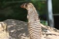 Zebramangust IMG_5448