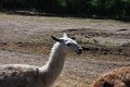 lama IMG_4175