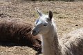 lama IMG_4176