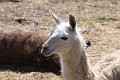lama IMG_4178
