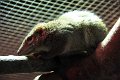 traespidsmus IMG_1466