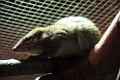 traespidsmus IMG_1470