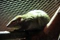 traespidsmus IMG_1471