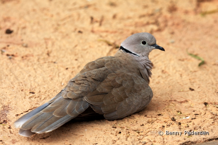 Tyrkerdue1.jpg - Tyrkerdue (Streptopelia decaocto)