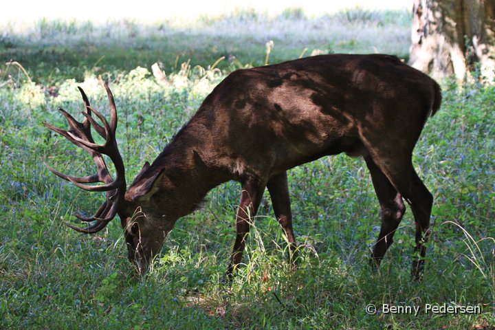 Sika.jpg - Sikaer Hjort