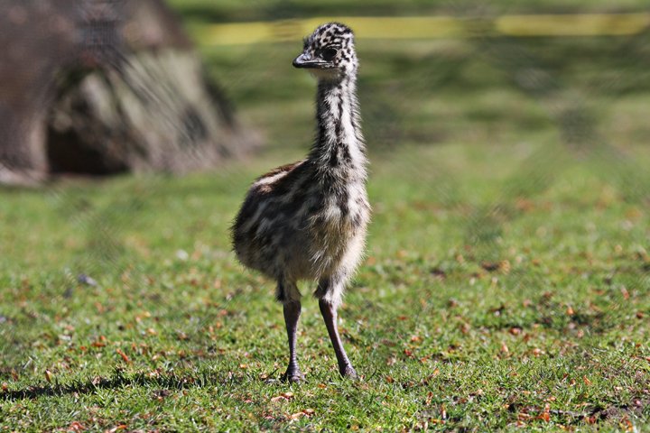 Emu unge IMG_2172.jpg - Emu unge (Dromaius novaehollandiae)
