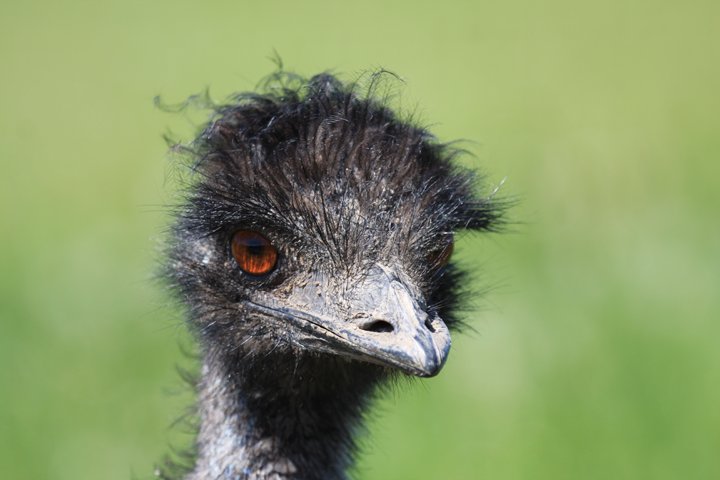 emu IMG_4219.jpg - Emu (Dromaius novaehollandiae)