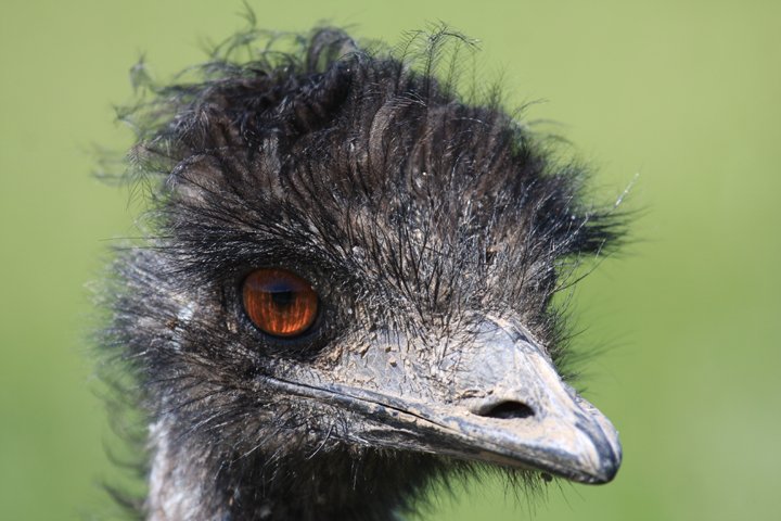 emu IMG_4220.jpg - Emu (Dromaius novaehollandiae)