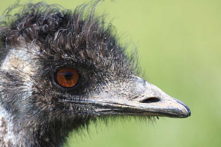 emu IMG_4221.jpg - Emu (Dromaius novaehollandiae)