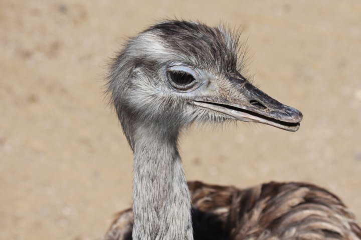 emu IMG_5377.jpg - Emu (Dromaius novaehollandiae)