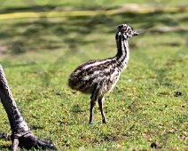 Emu unge IMG_2177