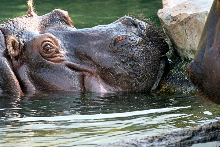 Flodhest IMG_1517.jpg - Flodhest (Hippopotamus amphibius)