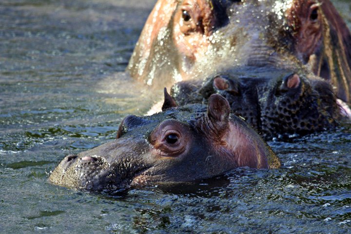 Flodhest IMG_2158.jpg - Flodhest (Hippopotamus amphibius)