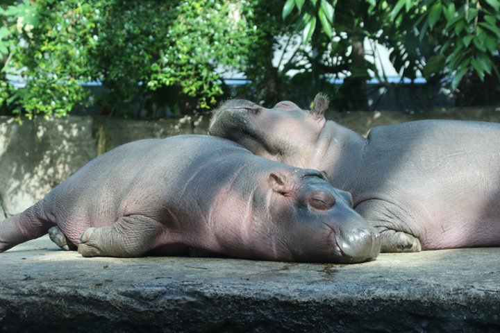 flodhest 250A0917.jpg - Flodhest (Hippopotamus amphibius) 