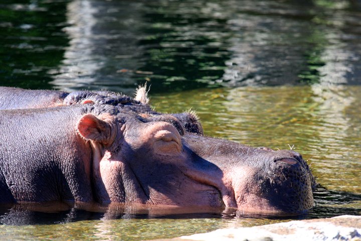 flodhest IMG_6836.jpg - Flodhest (Hippopotamus amphibius)