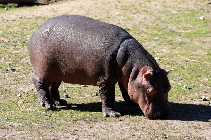 flodhest IMG_6840.jpg - Flodhest (Hippopotamus amphibius) unge