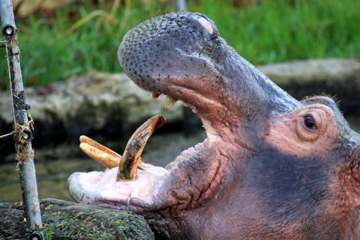 flodhest IMG_7403.jpg - Flodhest (Hippopotamus amphibius)