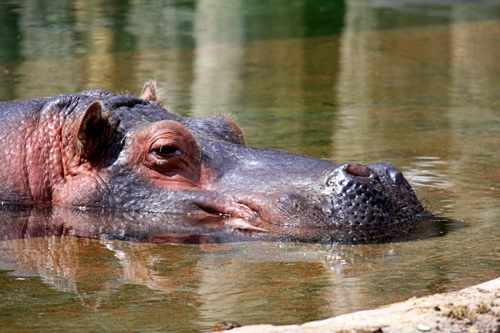 flodheste IMG_1341.jpg - Flodhest (Hippopotamus amphibius)