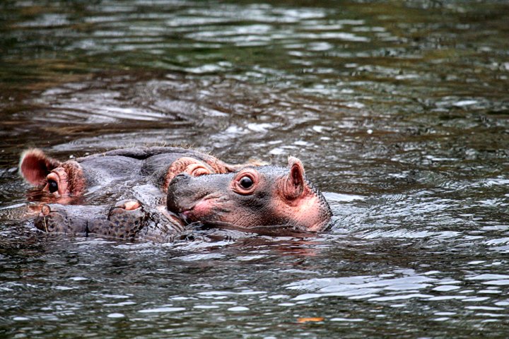 flodheste IMG_2548.jpg - Flodhest med unge (Hippopotamus amphibius)