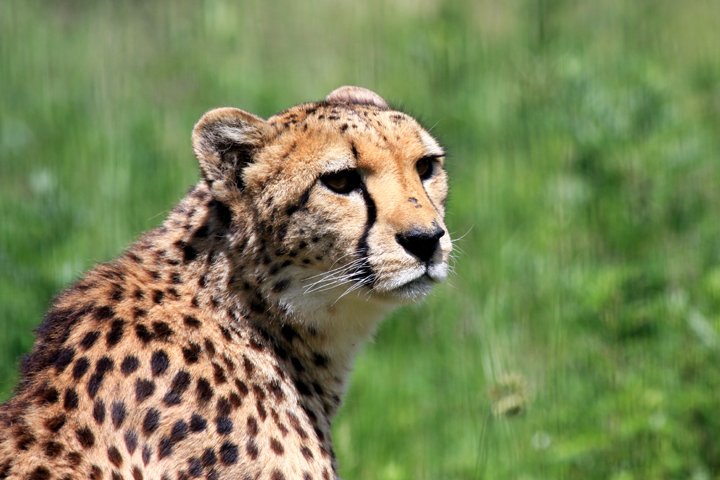 Gepard (Acinonyx jubatus) Cheetah