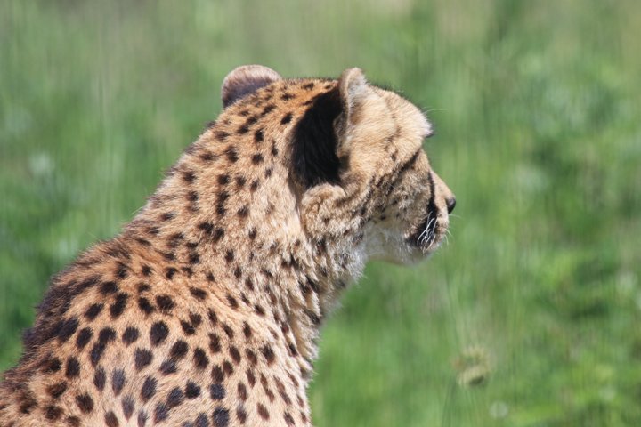 Gepard IMG_8297.jpg - Gepard (Acinonyx jubatus)