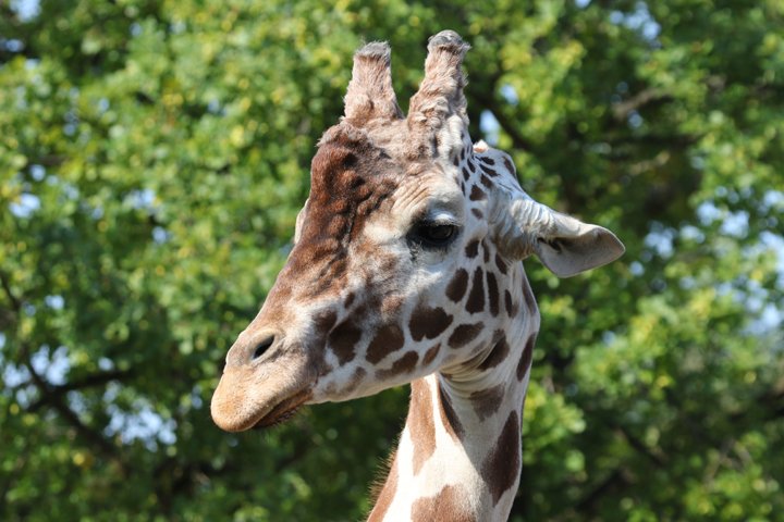 giraf 250A0922.jpg - Giraf (Giraffa camelopardalis reticulata)