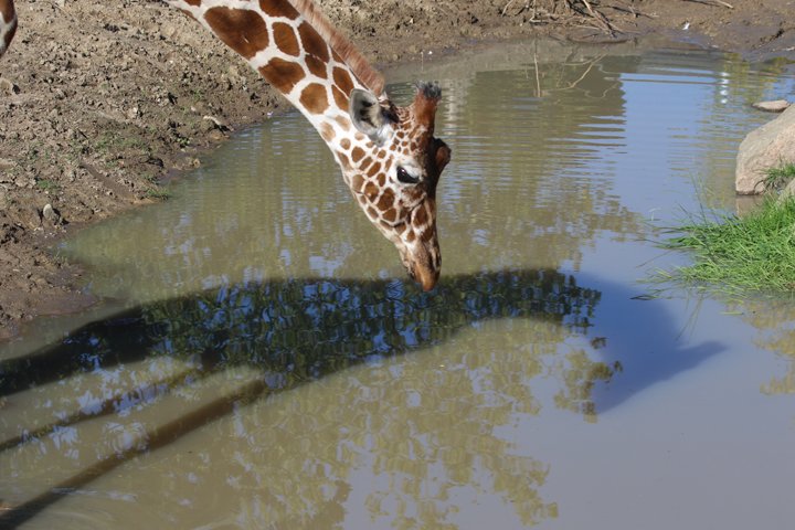 giraf 250A7836.jpg - Giraf (Giraffa camelopardalis reticulata)