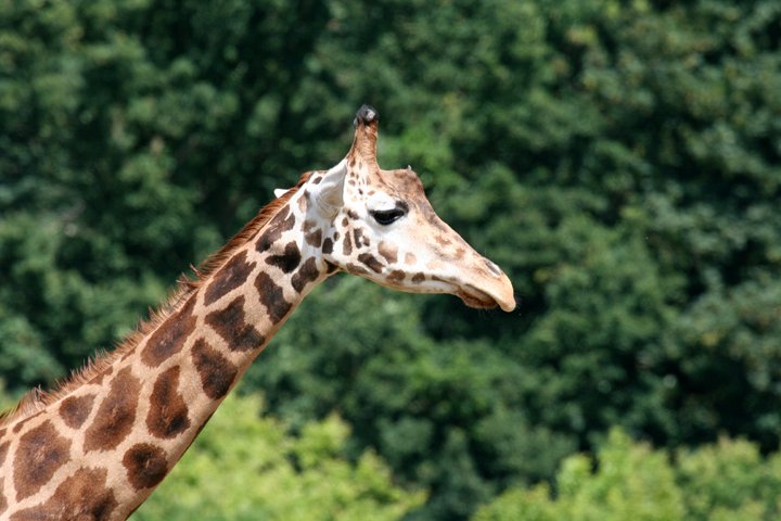 giraf IMG_0885.jpg - Giraf (Giraffa camelopardalis reticulata)