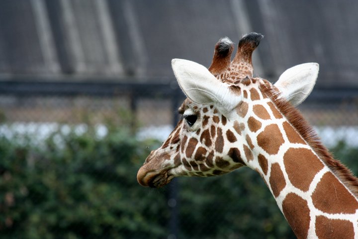 giraf IMG_1235.jpg - Giraf (Giraffa camelopardalis reticulata)