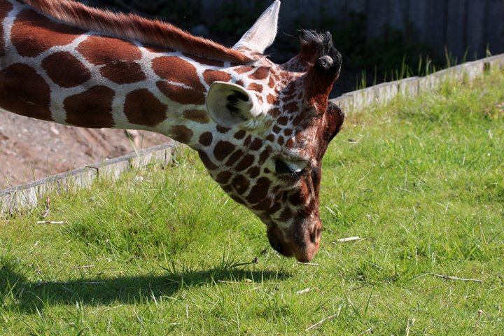 giraf IMG_2373.jpg - Giraf (Giraffa camelopardalis reticulata)